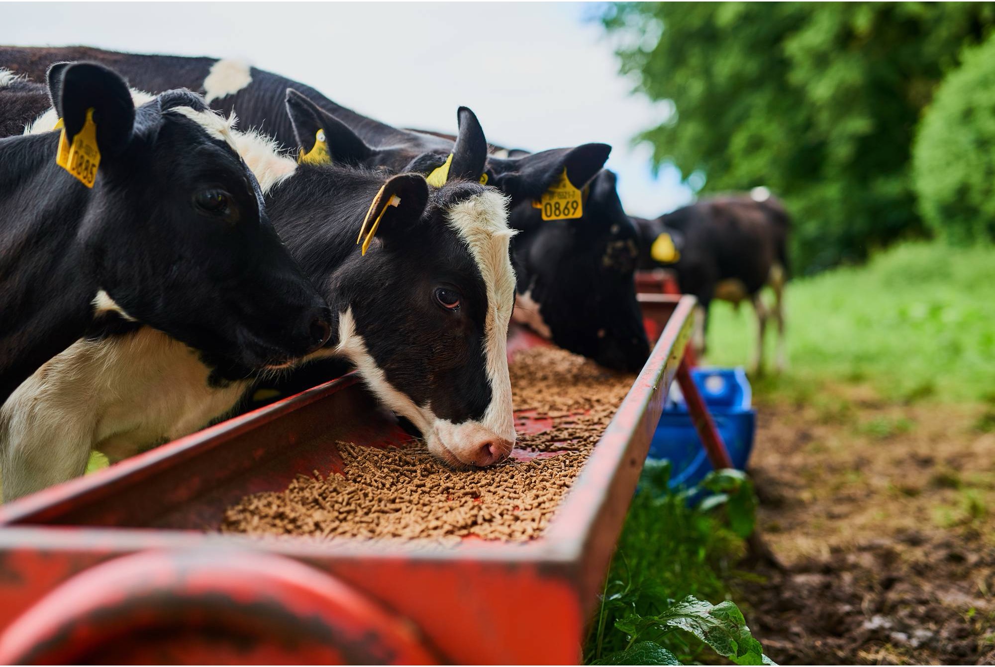 Animal nutrition