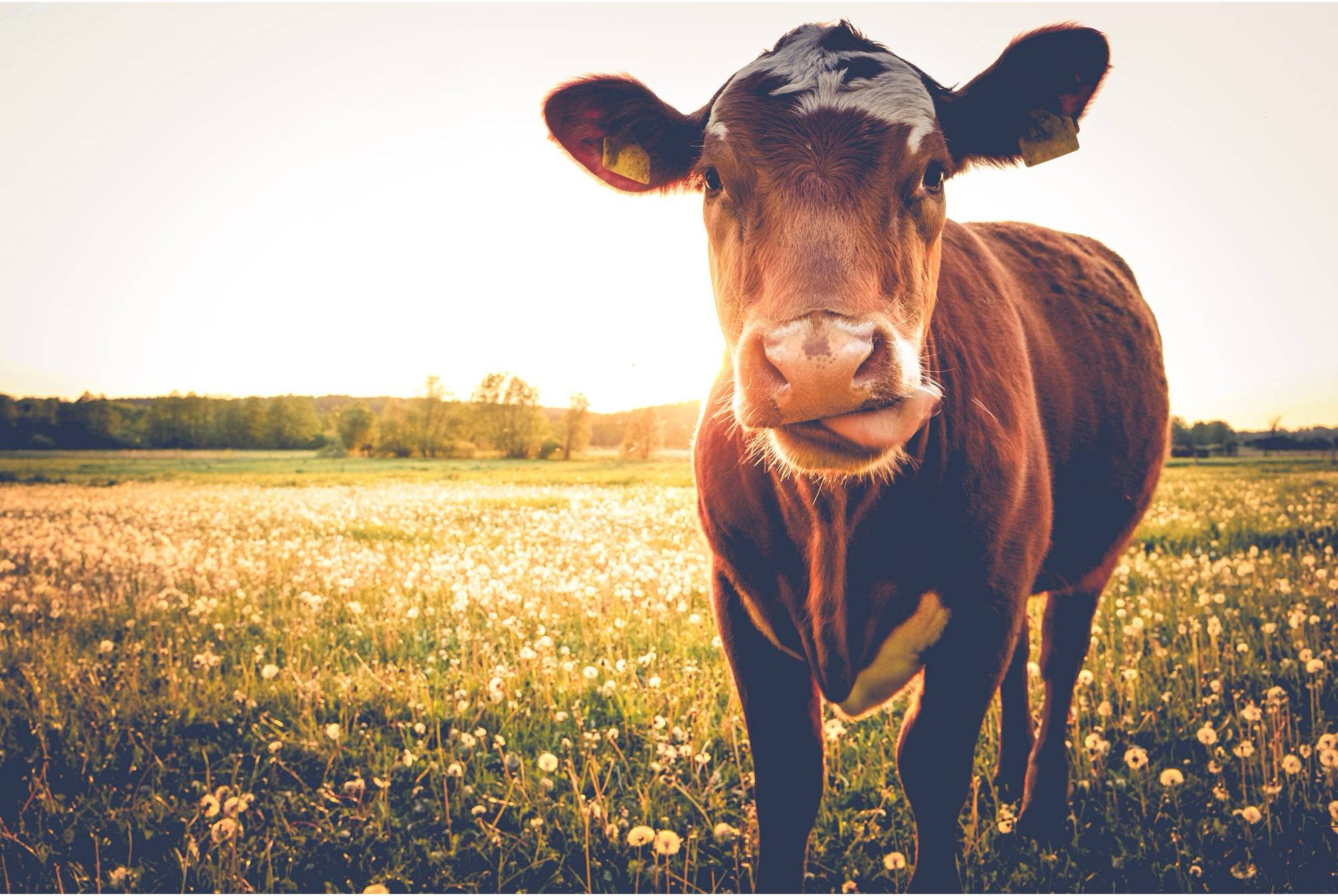 Ready to raise the bar on animal nutrition?