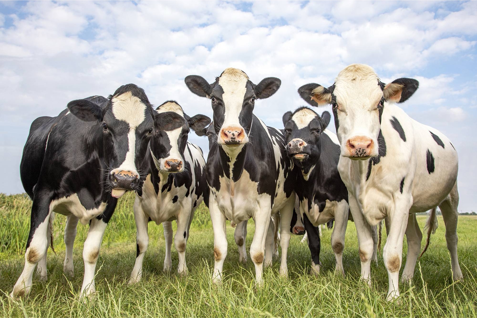 Farm animal & Aquafeed