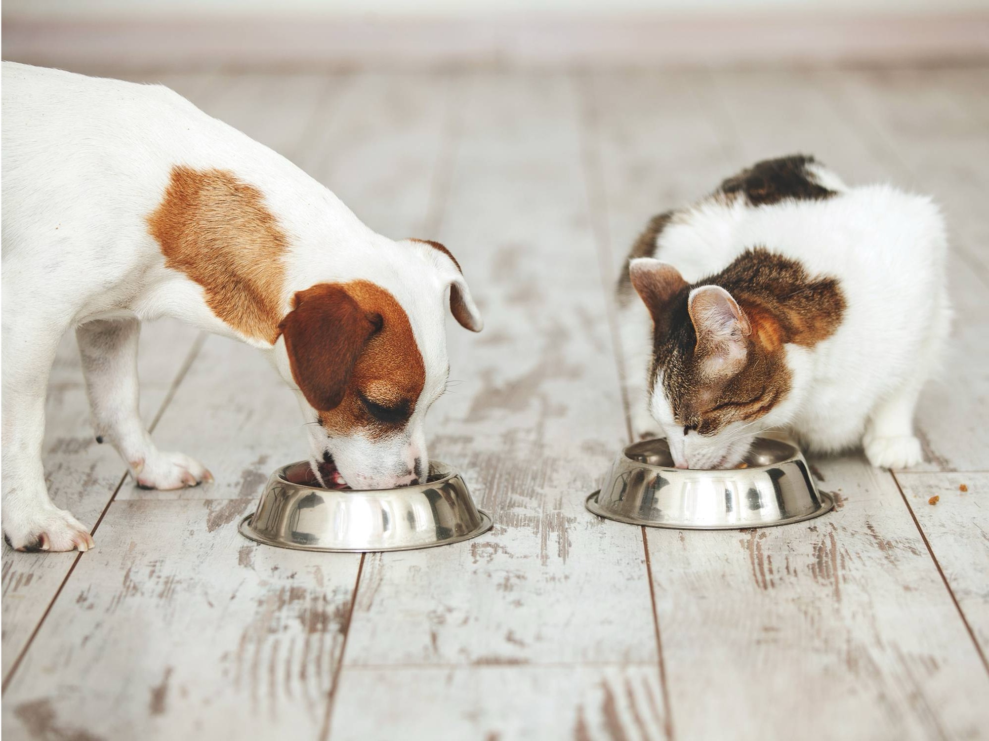 Pet food